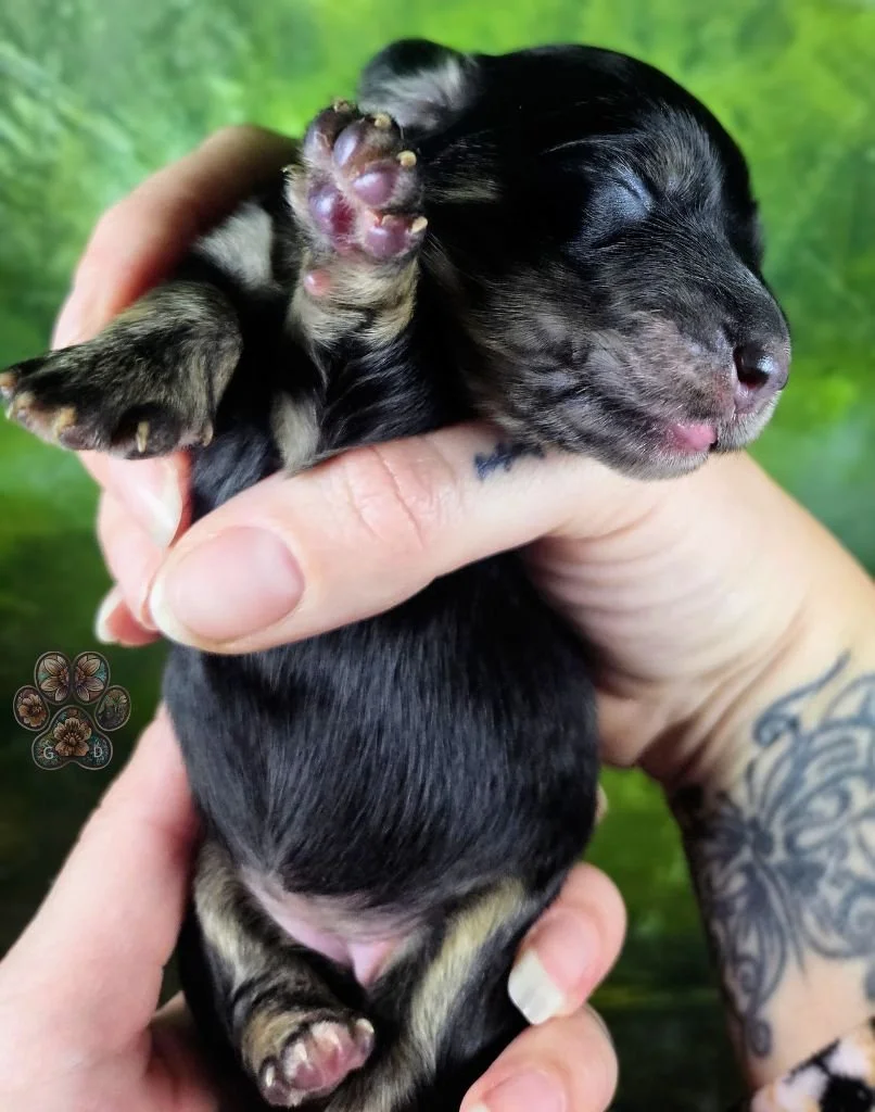 black and cream brindle long-haired dachshund puppy