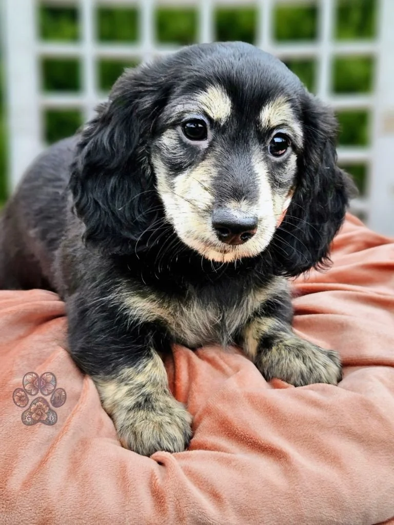 Untitled design (61).jpg