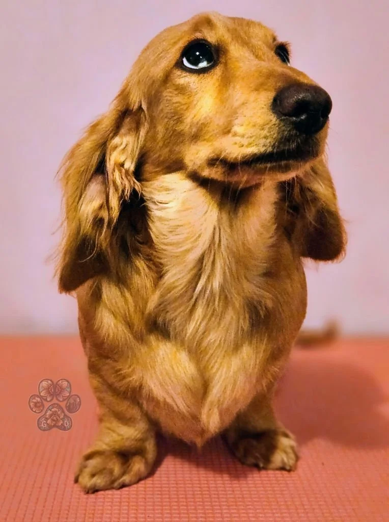 Untitled design (89).jpg