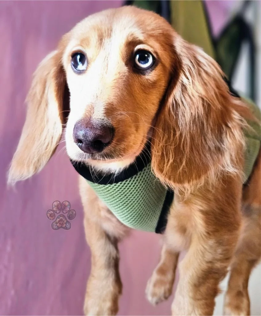 Untitled design (85).jpg