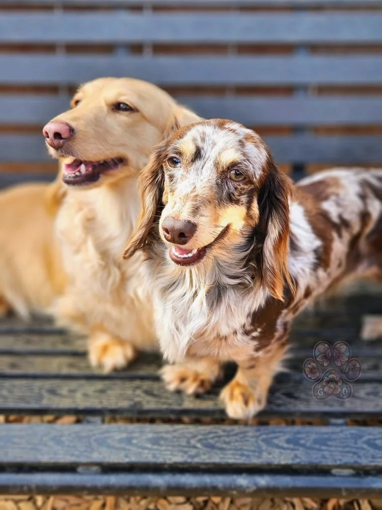 dapple and cream mini dachshunds