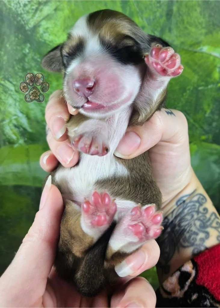 cream long-haired mini dachshund puppy