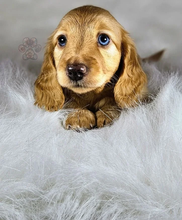 miniature dachshund puppy