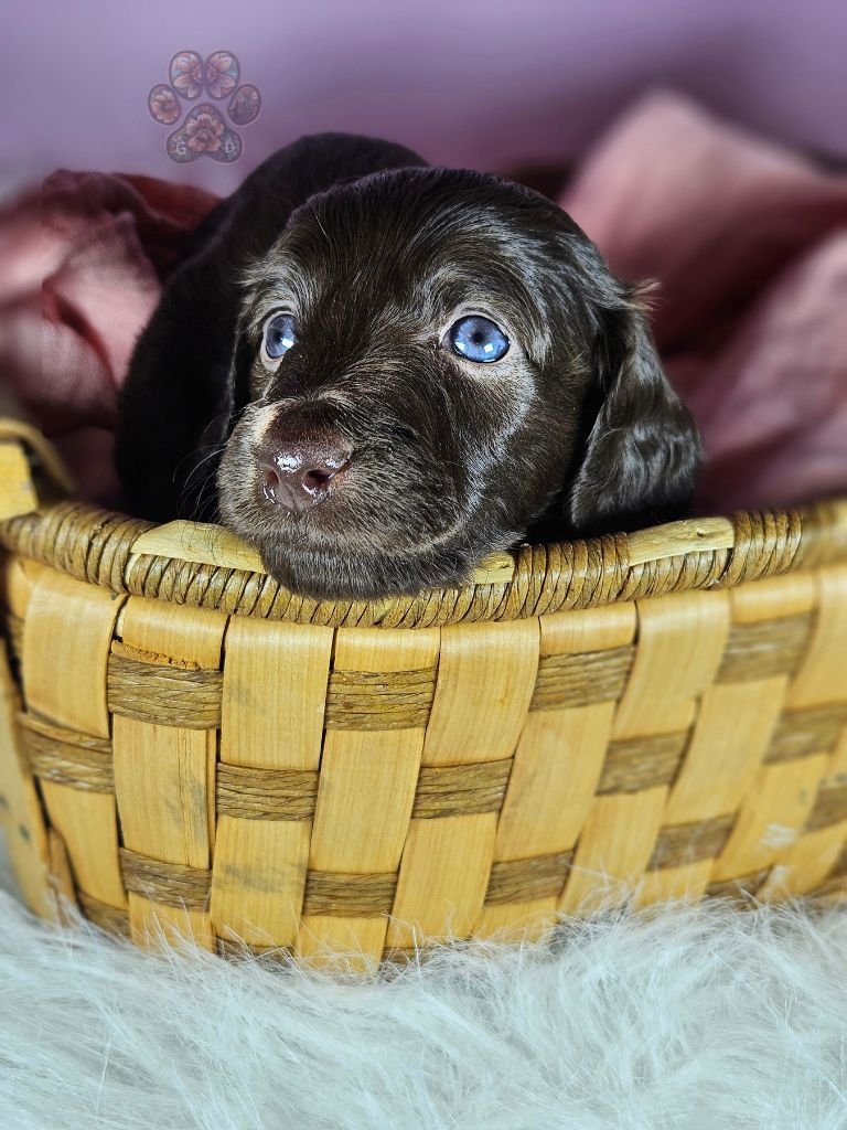 mini long haired dachshund puppy for sale in Oregon
