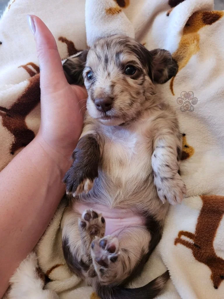 mini dachshund puppy