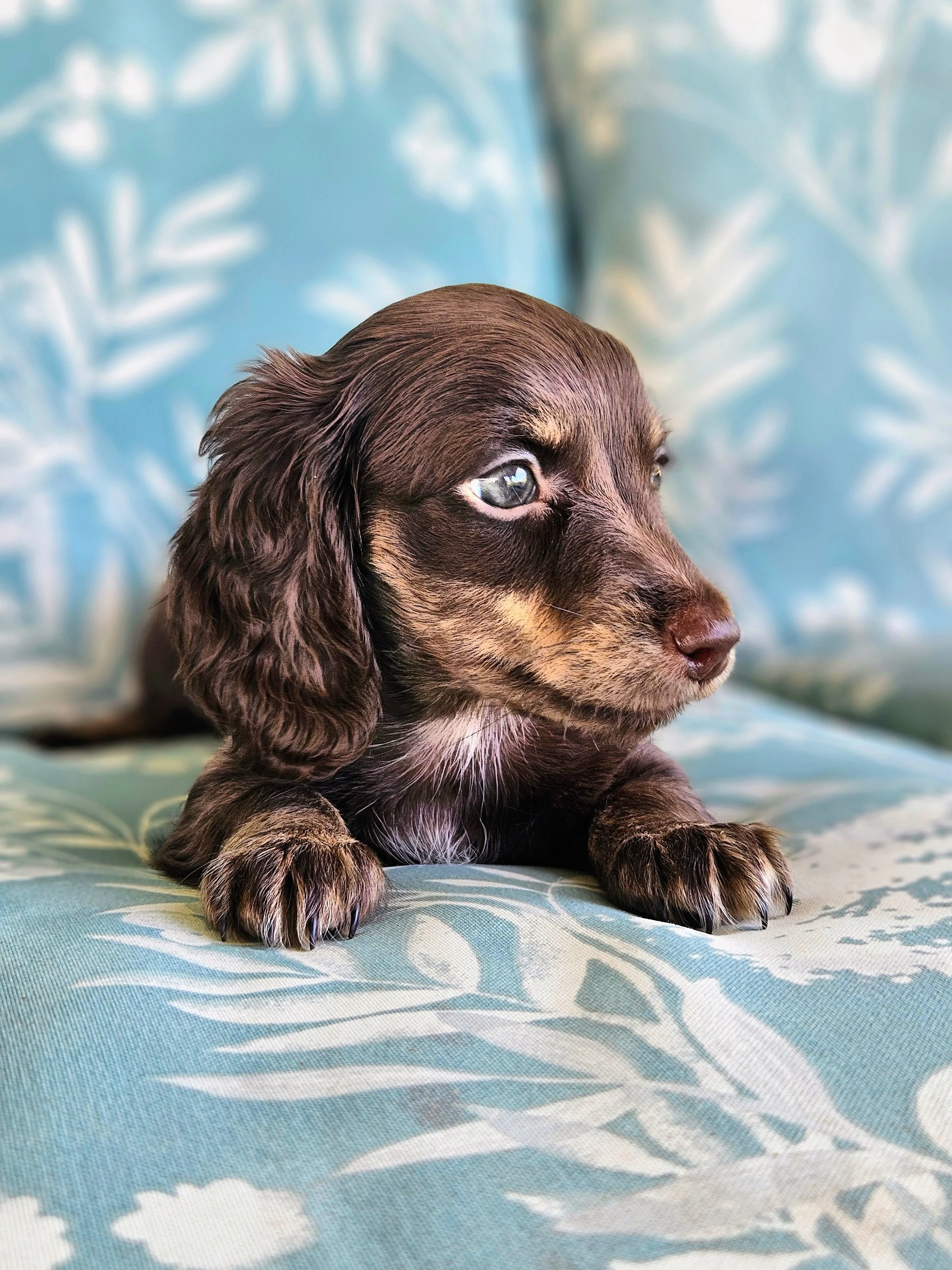 chocolate miniature long-haired dachshund puppy for sale
