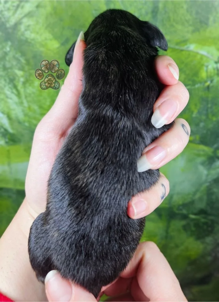cream brindle long-haired dachshund puppy