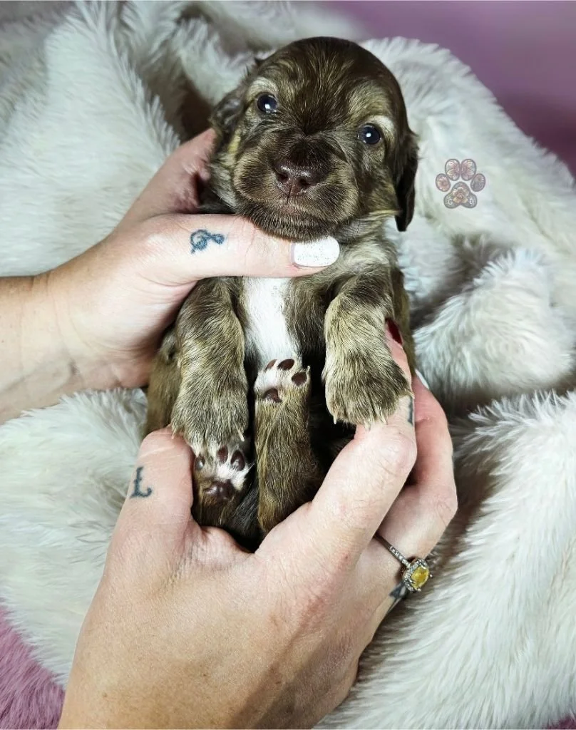cream mini dachshund puppy for sale