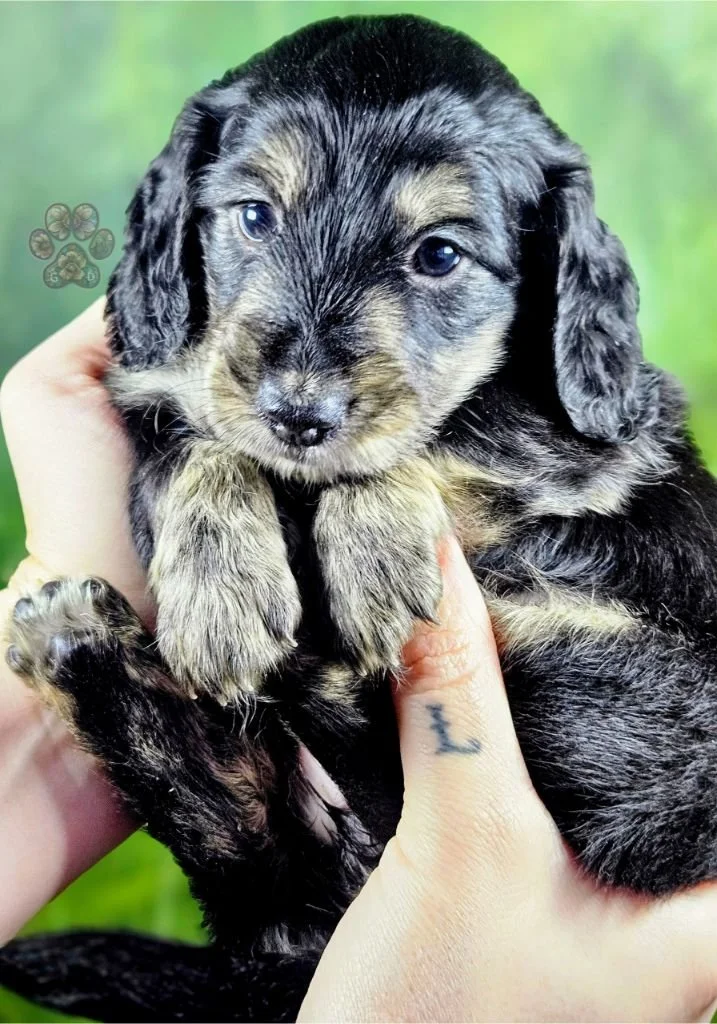 black and cream brindle dachshund puppy