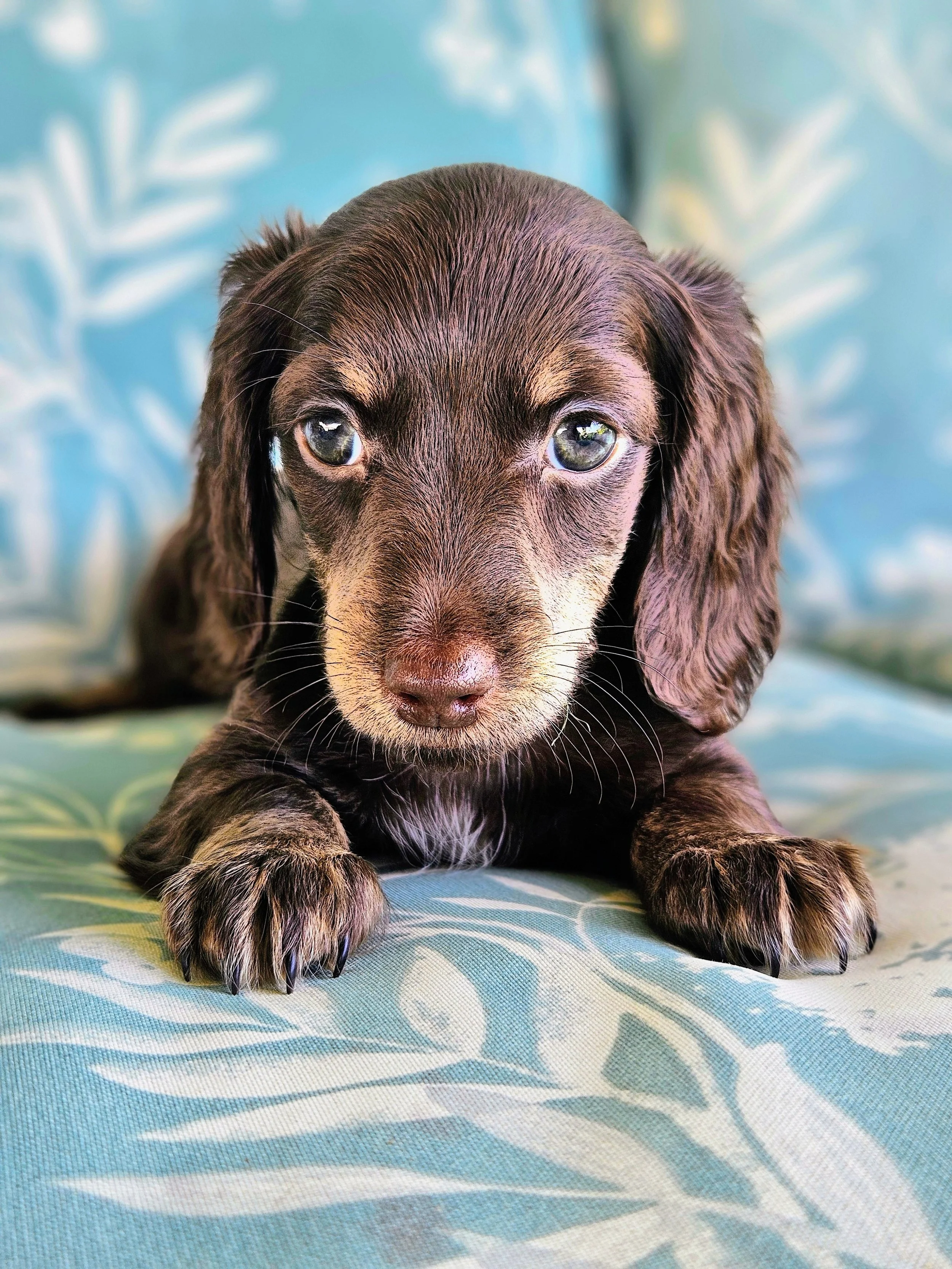 chocolate miniature long-haired dachshund puppy for sale