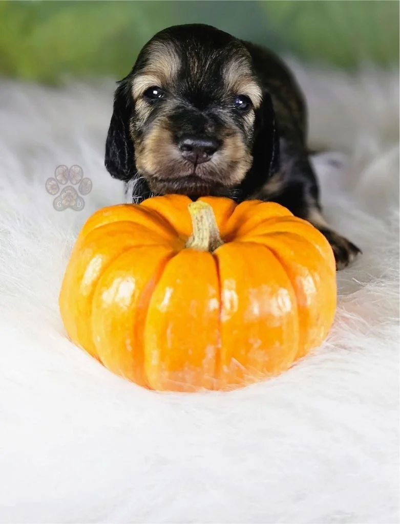 AKC long-haired mini dachshund puppy for sale in Oregon