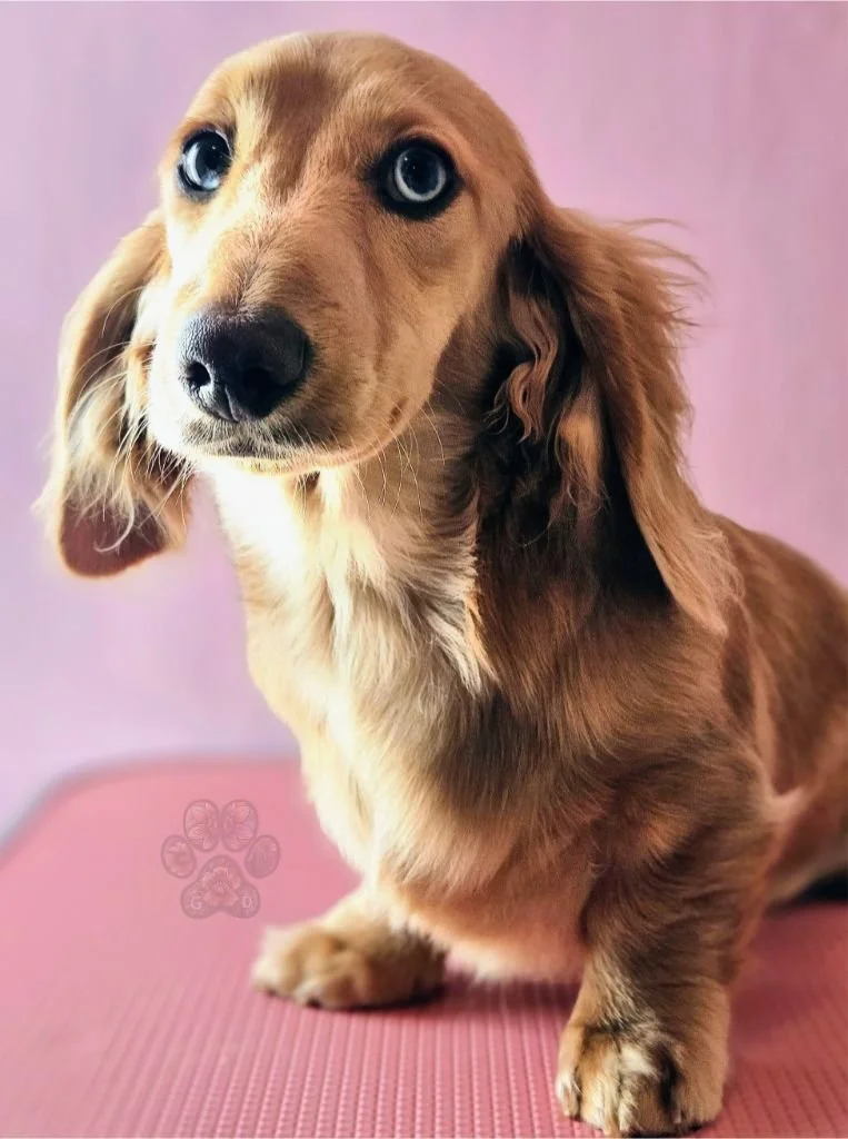 Untitled design (87).jpg