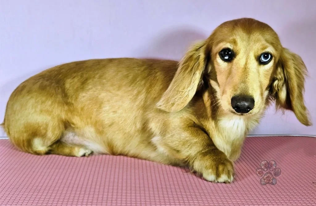 Untitled design (88).jpg