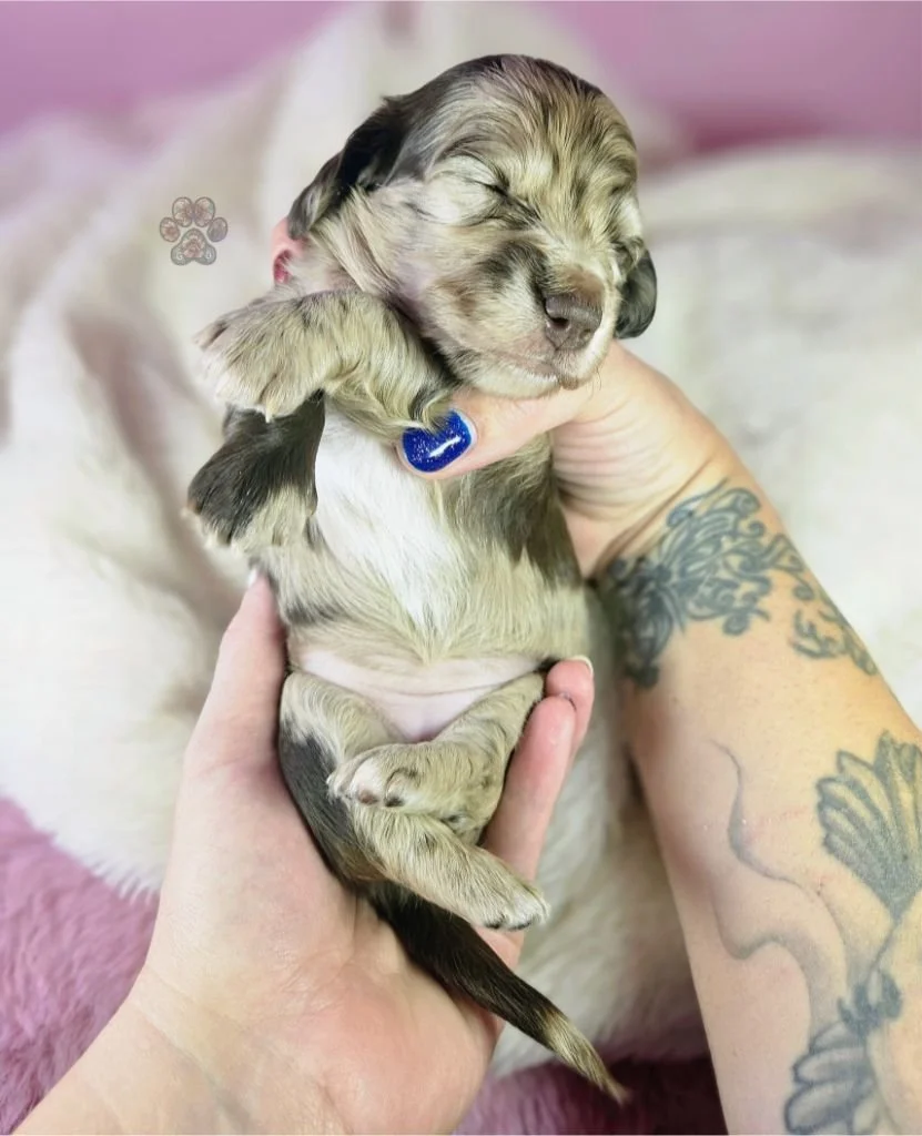 mini dapple dachshund puppy for sale