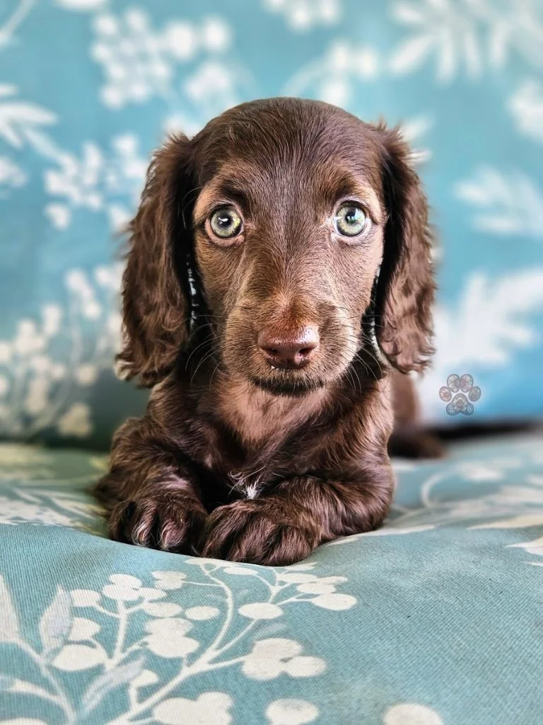 mini dachshund puppy for sale in Oregon