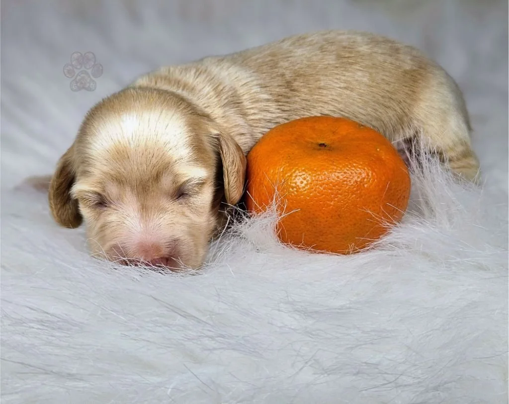 mini dachshund puppy for sale