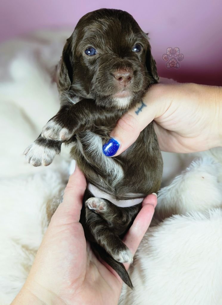 chocolate mini dachshund puppy for sale