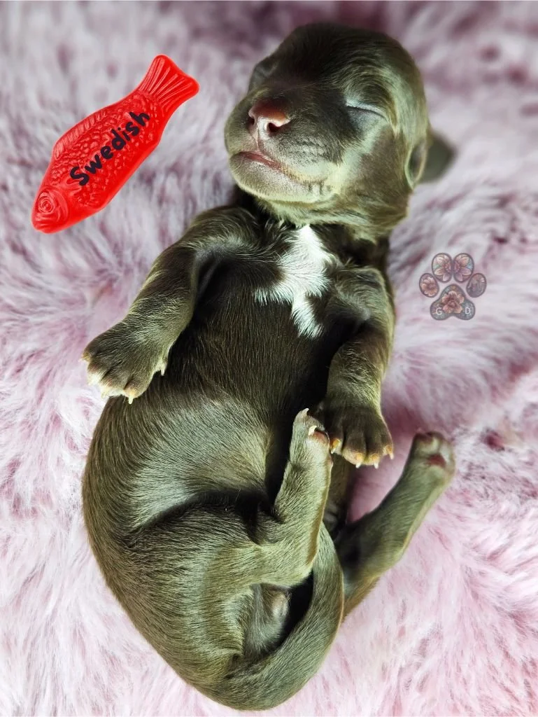 long haired mini dachshund puppy for sale in Oregon