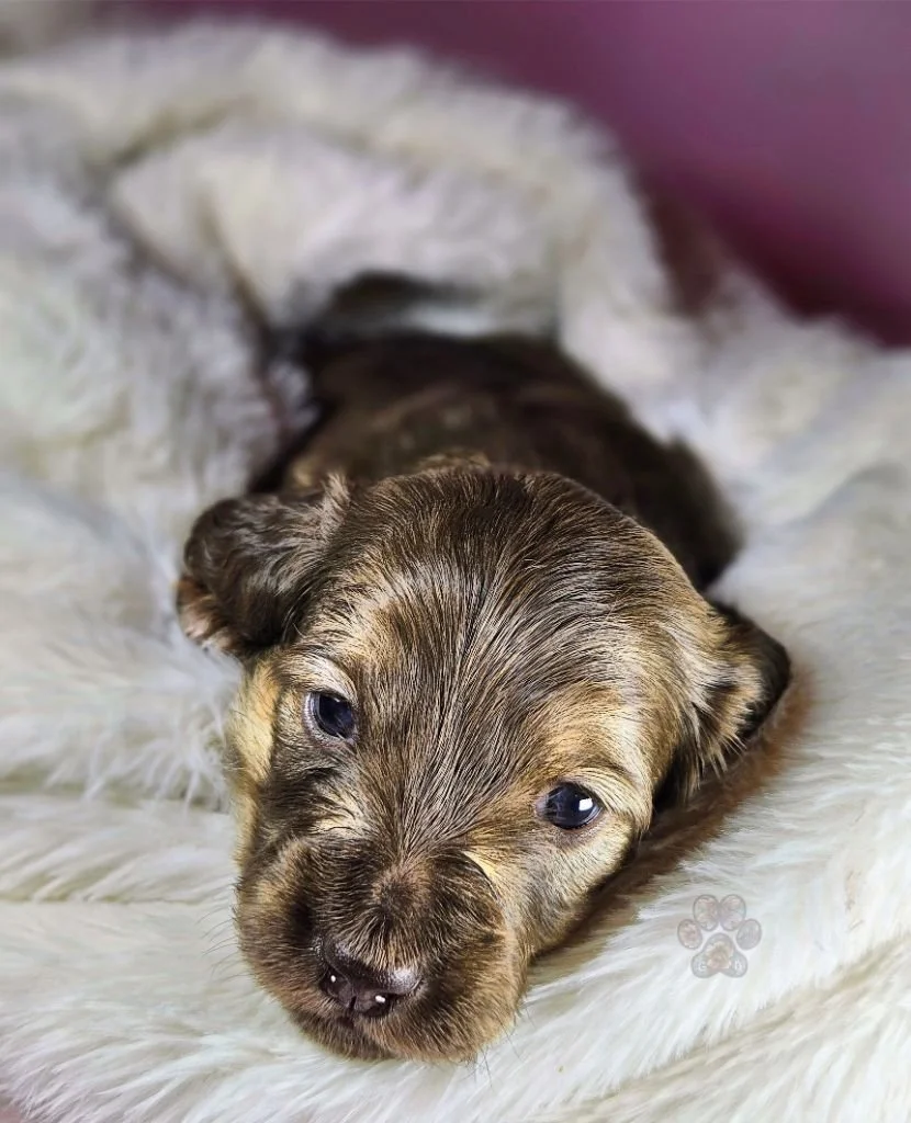 cream mini dachshund puppy for sale