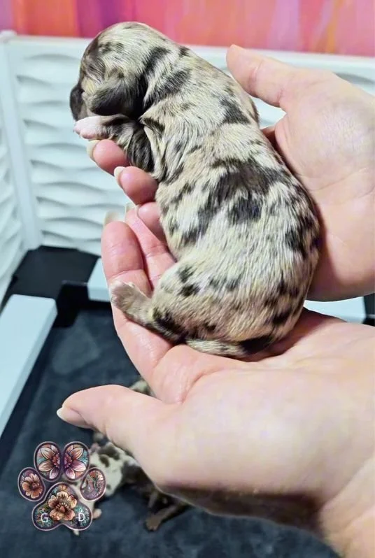 mini dapple dachshund puppy female