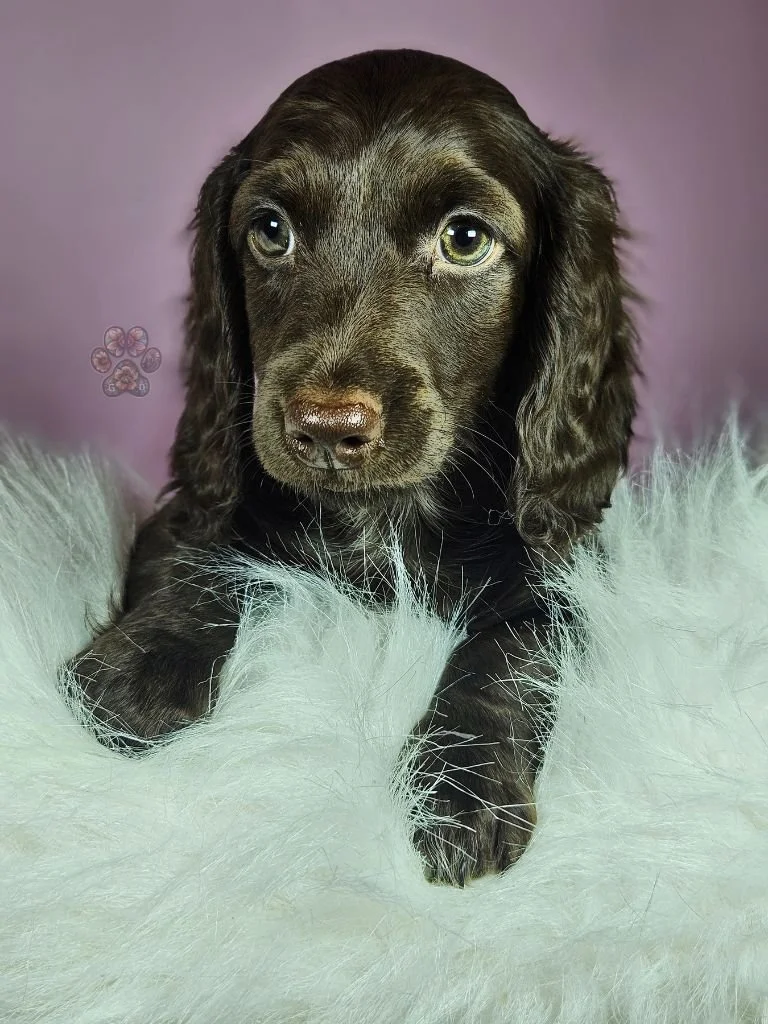 chocolate mini dachshund puppy for sale
