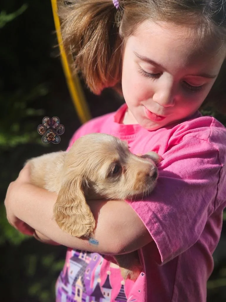 mini dachshund puppy