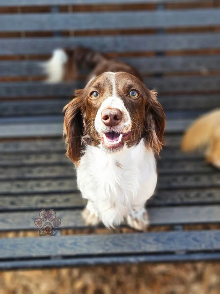 miniature dachshund puppy