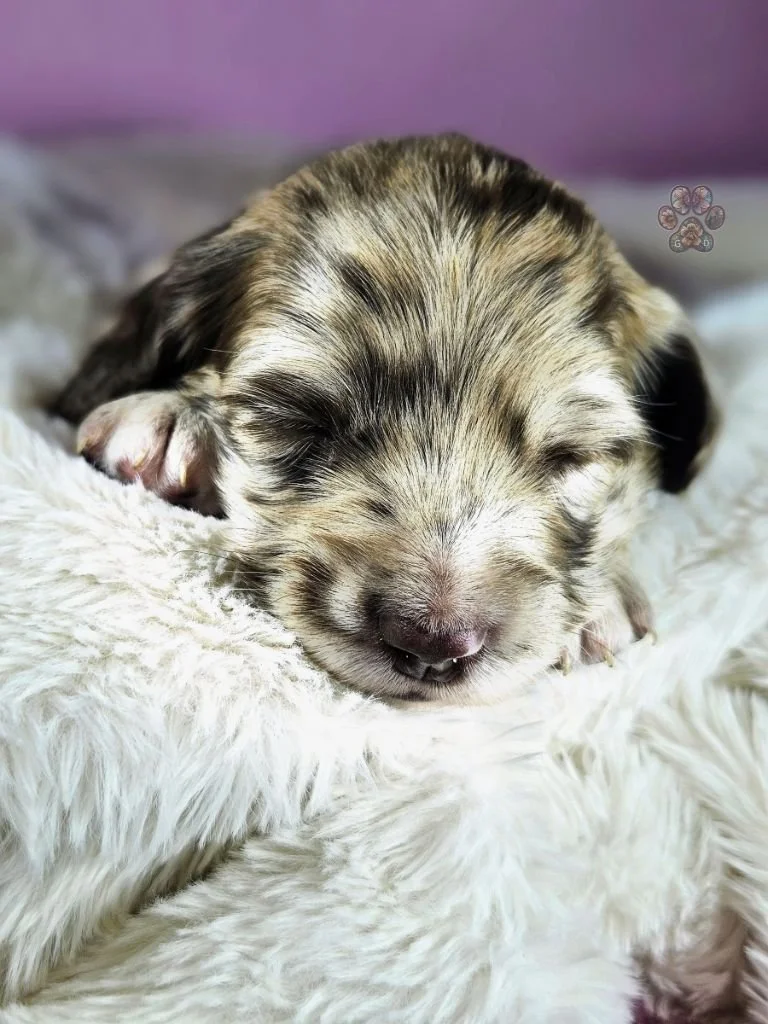 mini dapple dachshund puppy for sale