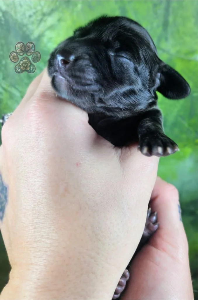 cream brindle long-haired dachshund puppy