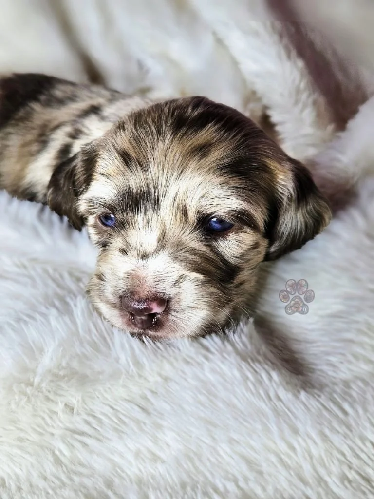 mini dapple dachshund puppy for sale
