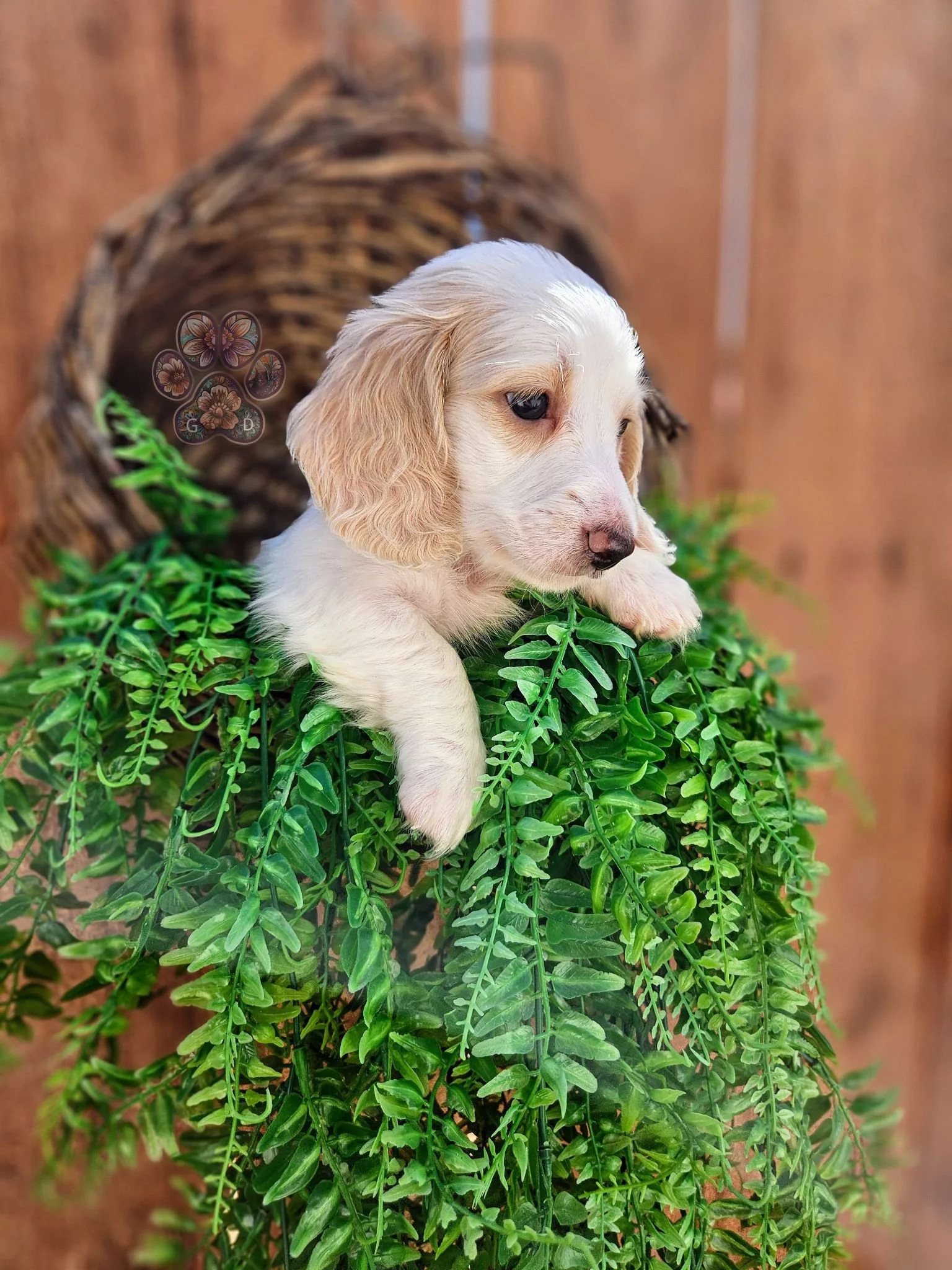 mini dachshund puppy for sale