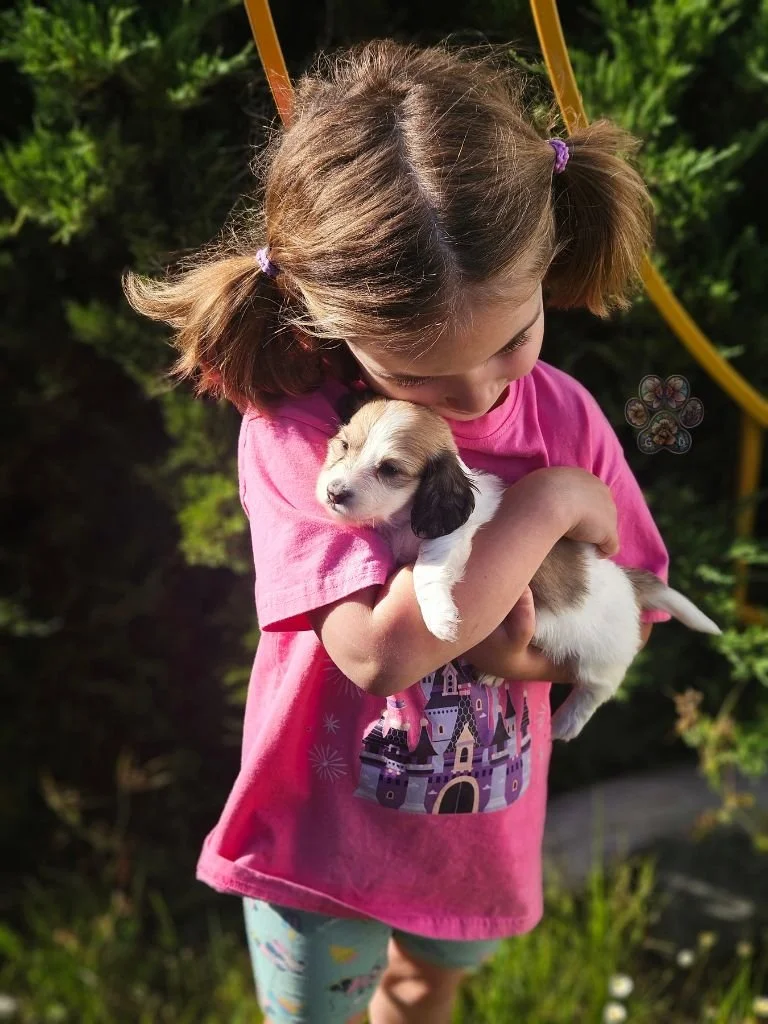 mini dachshund puppy