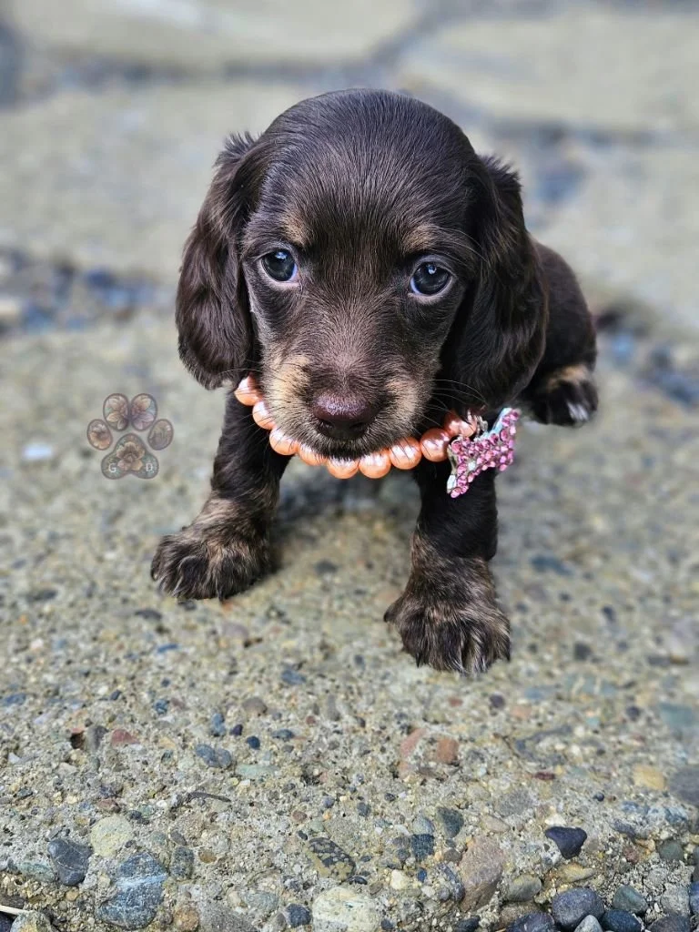 chocolate miniature long-haired dachshund puppy for sale