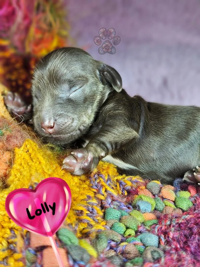 long-haired miniature dachshund puppy in Oregon