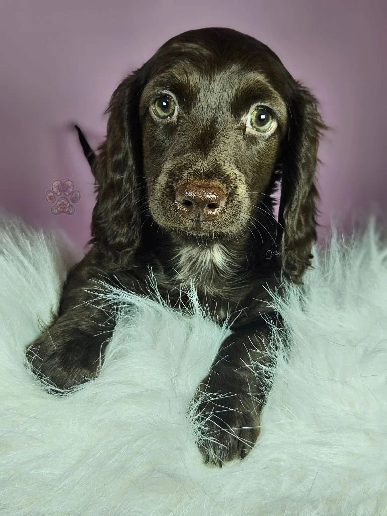 chocolate mini dachshund puppy for sale