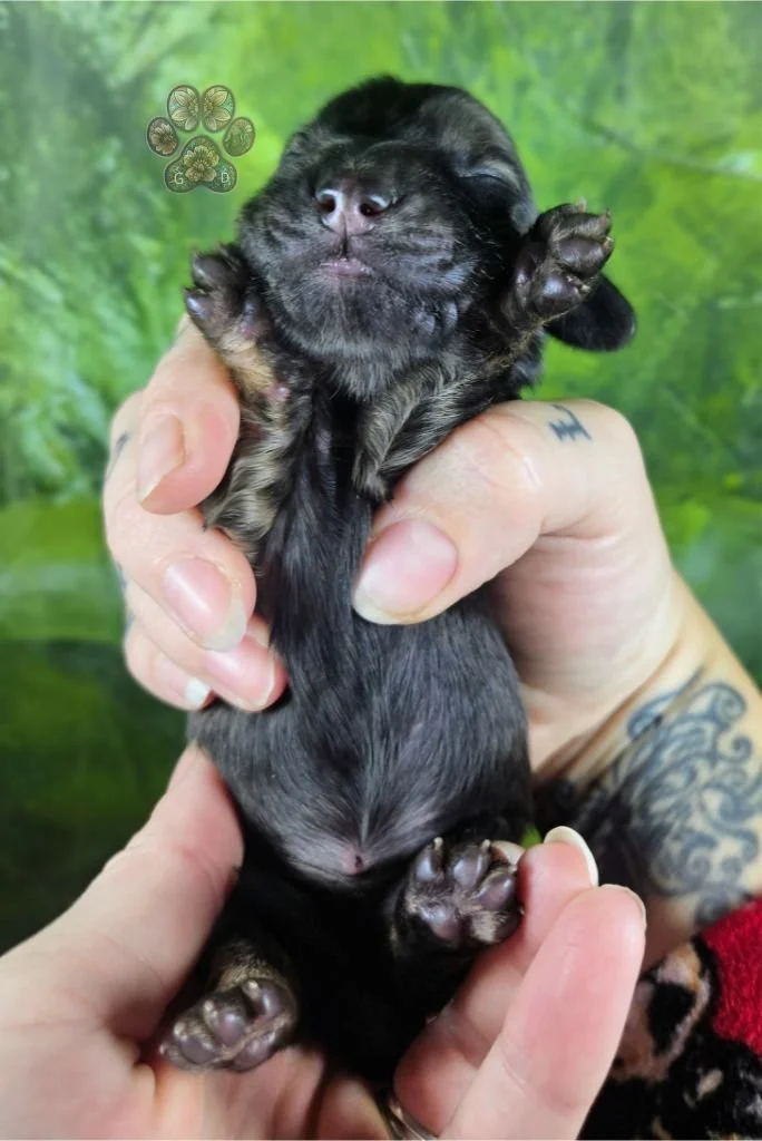 cream brindle long haired dachshund puppy