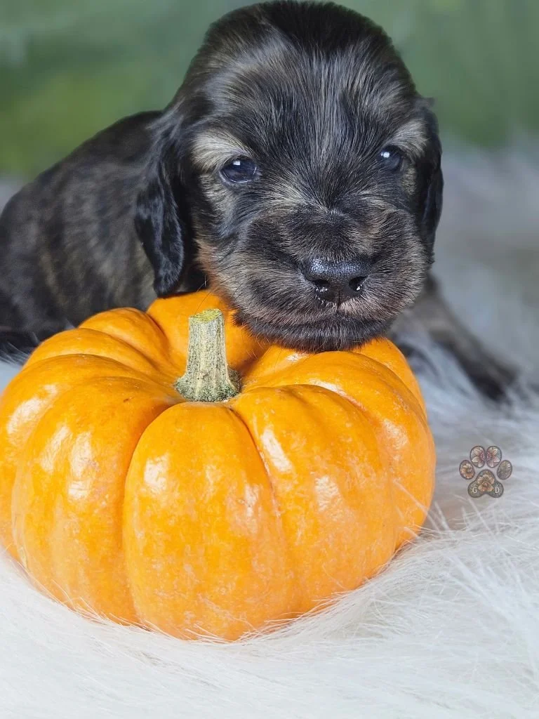 cream brindle dachshund puppy for sale in Oregon