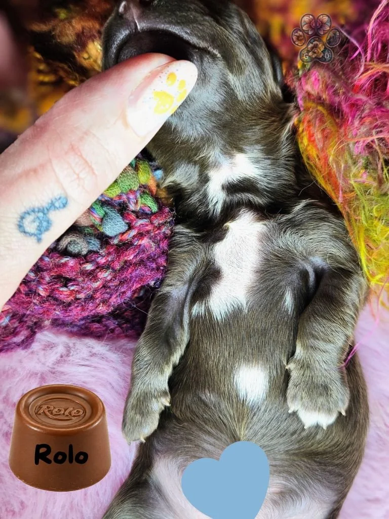 long haired mini dachshund puppy for sale