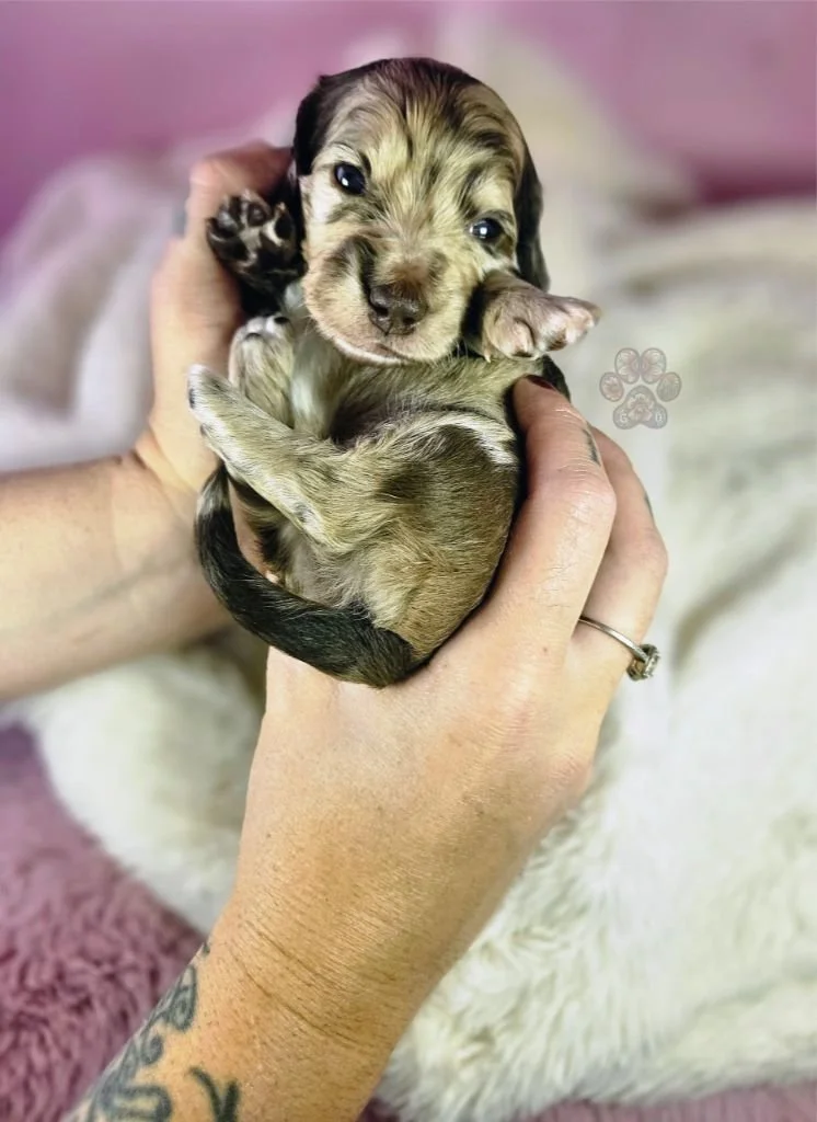 mini dapple dachshund puppy for sale