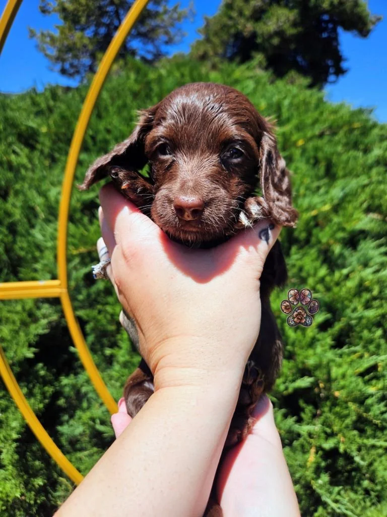 long haired mini dachshund puppy for sale