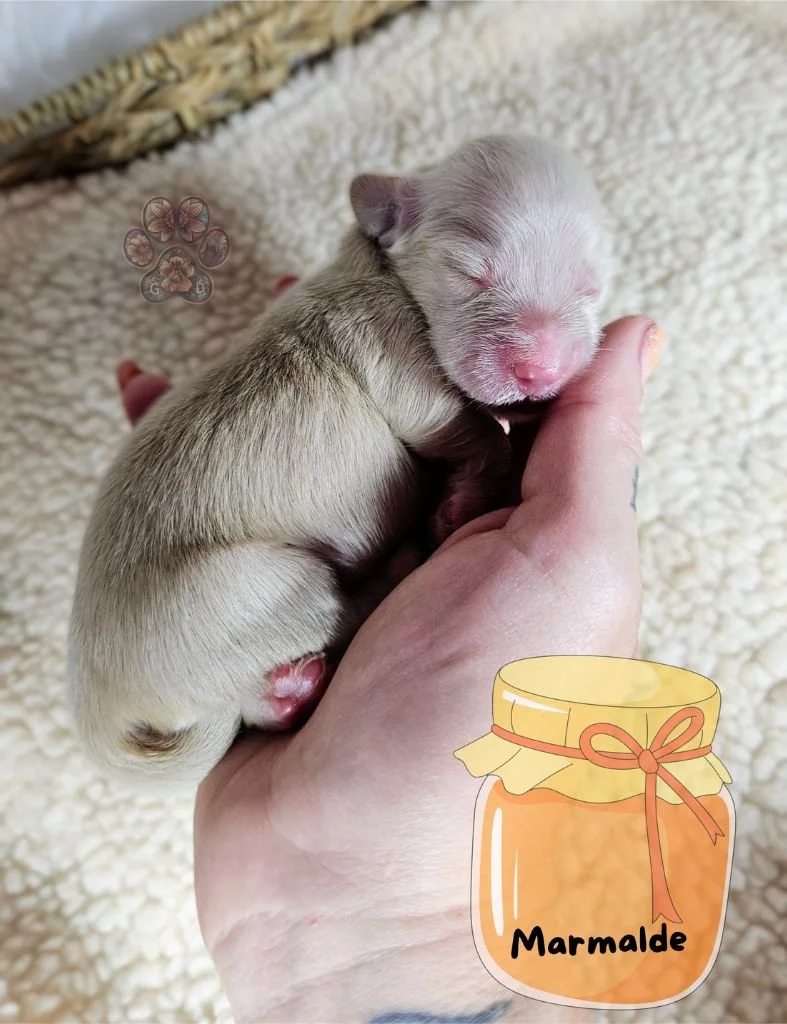 cream mini dachshund puppy