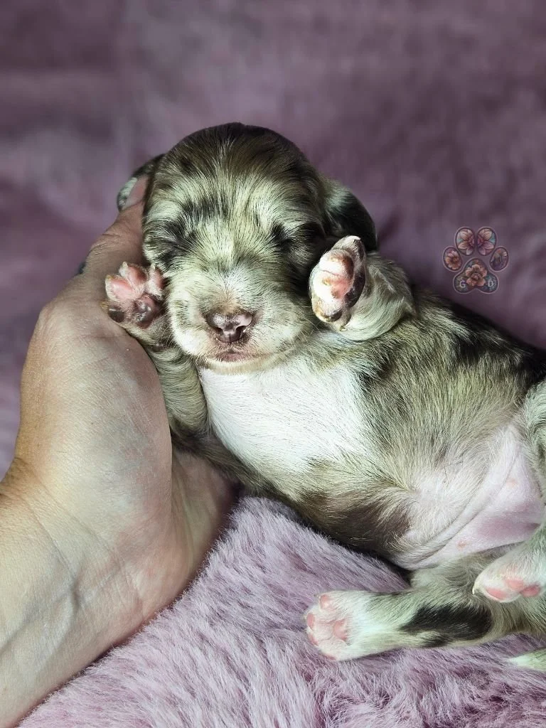 mini dapple dachshund puppy for sale