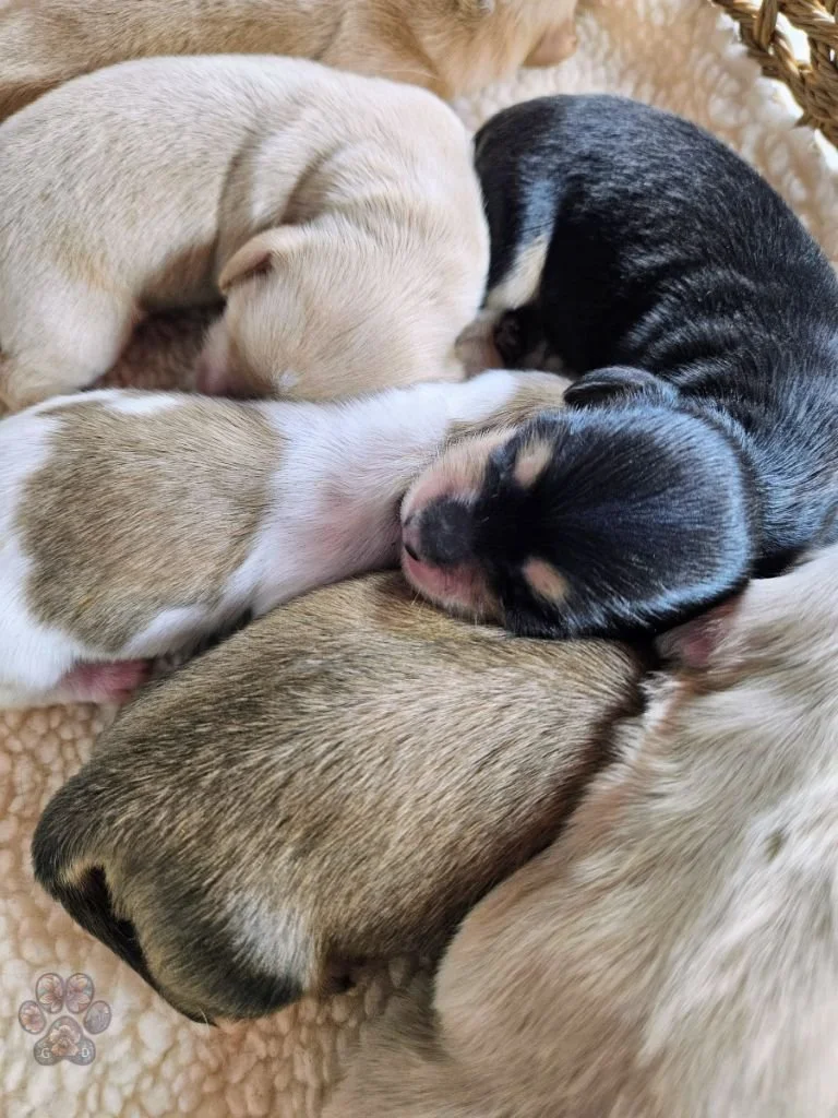 mini dachshund puppies for sale in Oregon