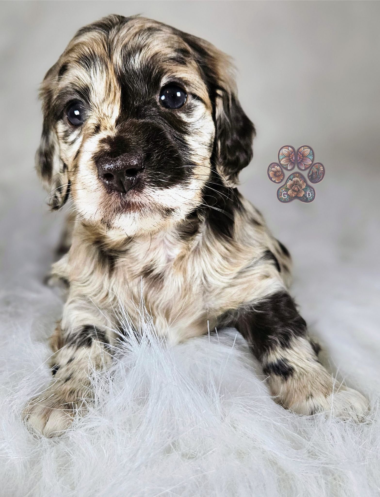 chocolate dapple dachshund puppy