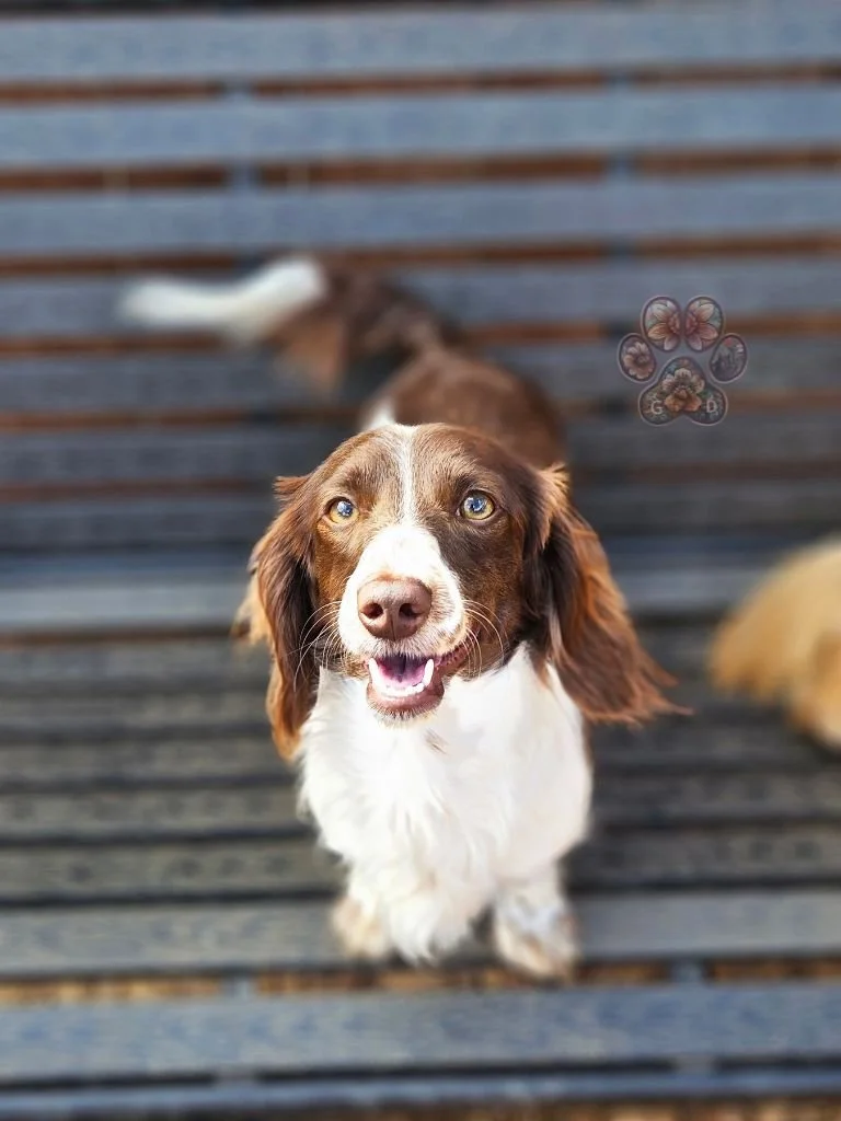 long-haired miniature dachshund breeder in Oregon