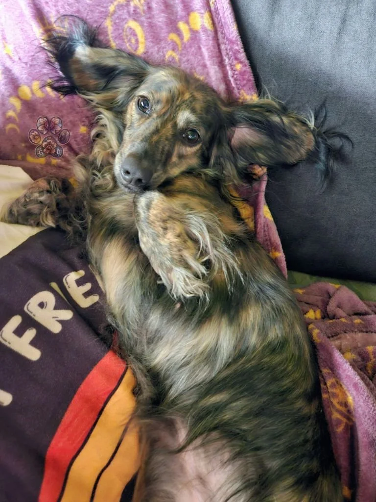 long haired cream brindle dachshund
