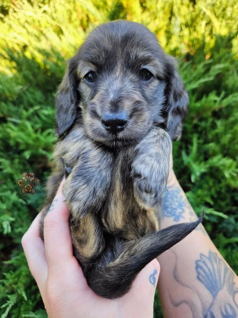 cream brindle dachshund puppy for sale in Oregon