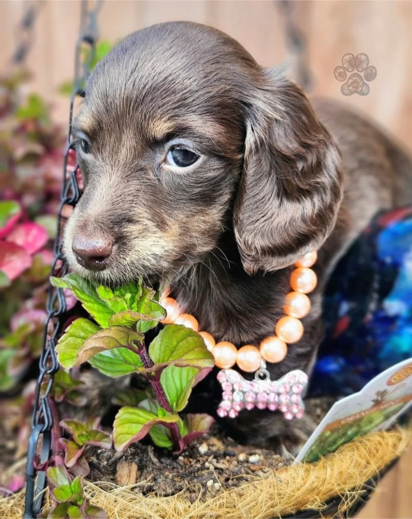 chocolate miniature long-haired dachshund puppy for sale