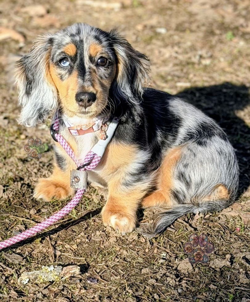 miniature dachshund puppy
