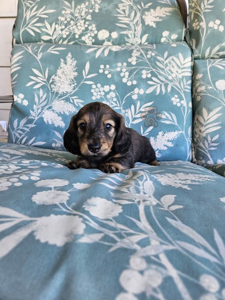 AKC long-haired mini dachshund puppy for sale in Oregon